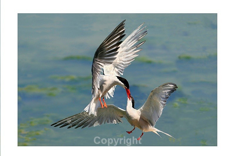 Common Tern Courting Ritual - Birds