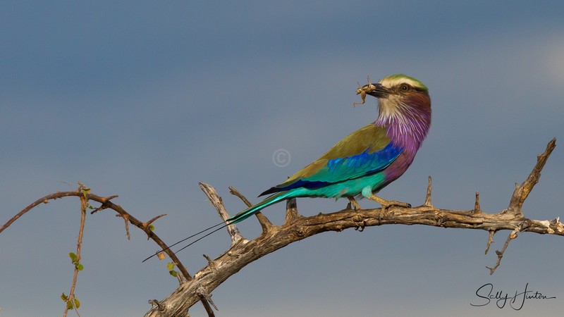 Roller with Insect 3