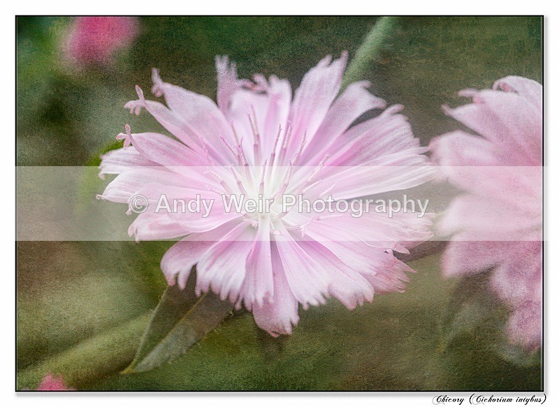 190721-untitled-1L4A2454-Edit-Edit-Edit - Plants & Flowers