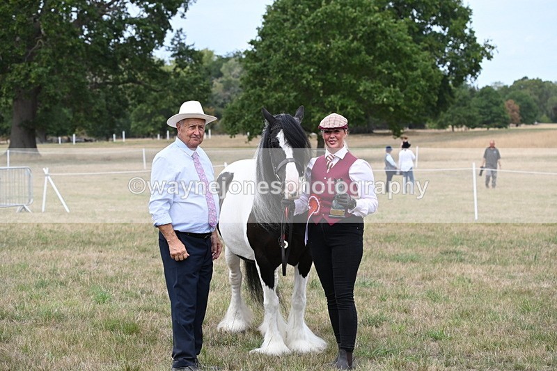 WJ6_5817 - Class 18 In-hand Coloured