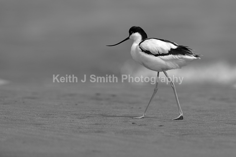 Pied Avocet.YR6M89802 - Black & White.