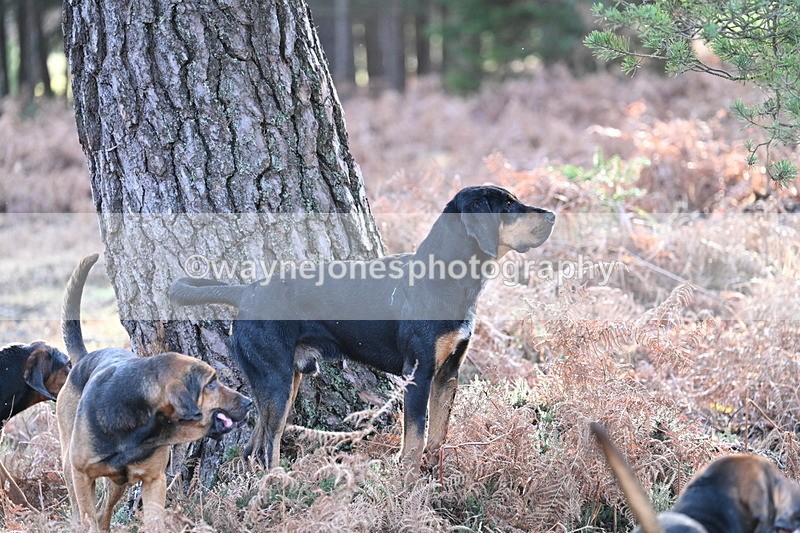 WJ7_7591 - Line 3 (no line 4 or 5)