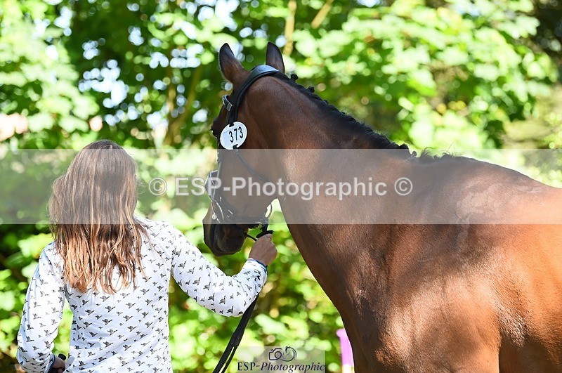 230524-153054-00323 - 373-BENGAL_LORE-Pippa_Taylor-WEDTrotUp+DR