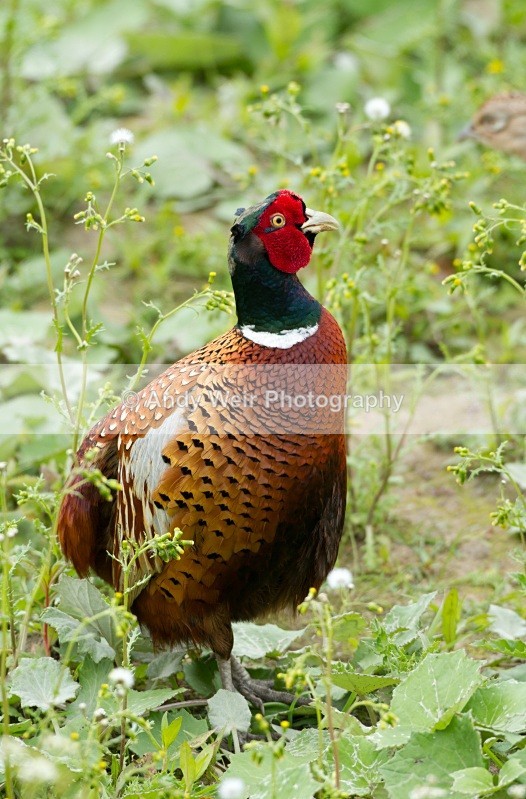 20110528-IMG_5462 - Pheasants