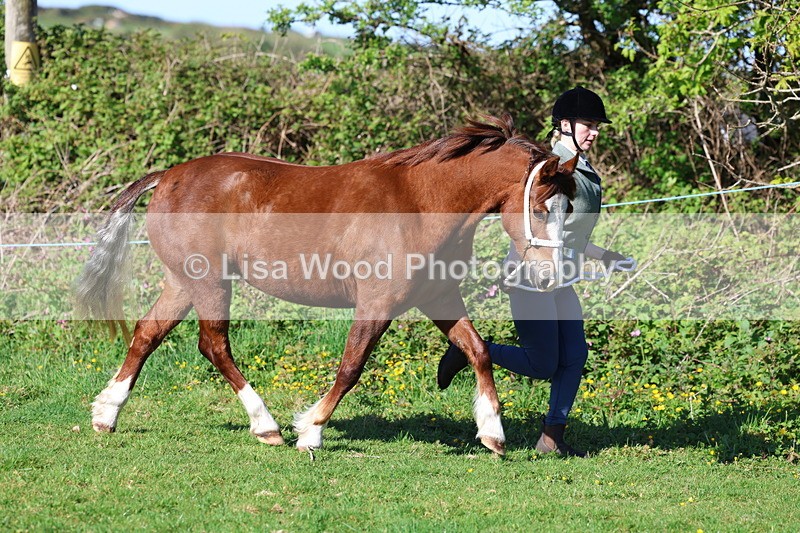 3E7A8551 - Class 13: M & M Large Breeds