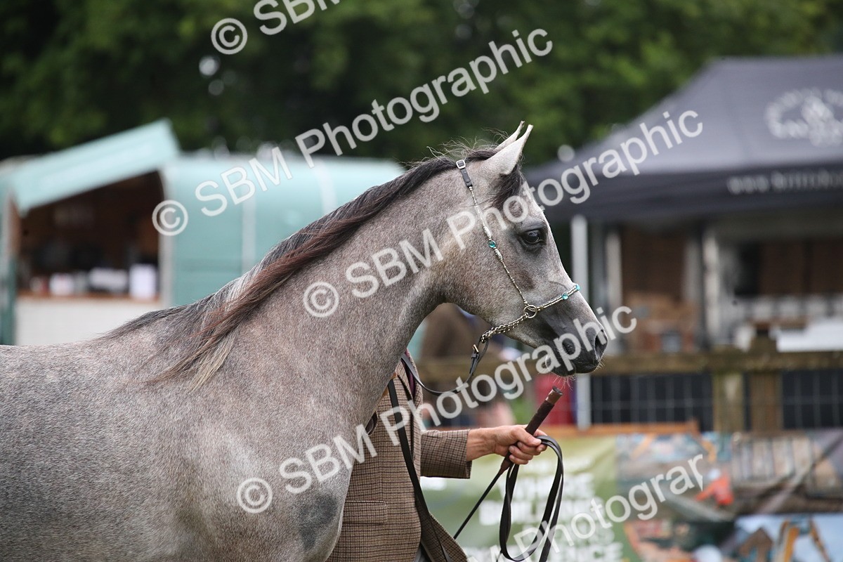 SBM_00003 - Class 17-20 - Arab & Part Bred - Anglo Arab In Hand