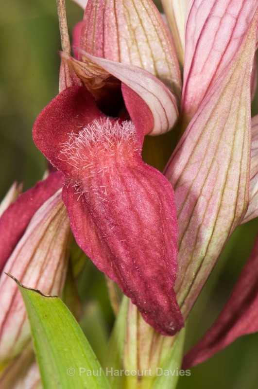 Scarce Serapias (Serapias neglecta) - Orchids - Serapias