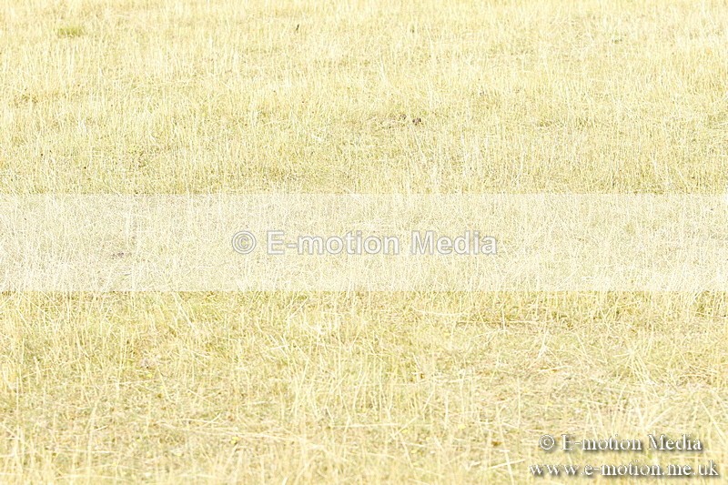 _BS_0431 - BVRC Show 2018 Ring 3