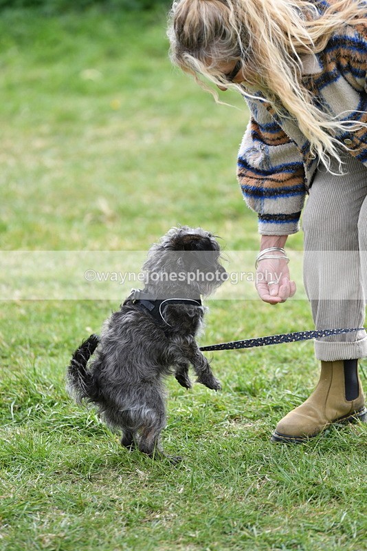 WJ5_9344 - Class 1 Best Cross Breed / Heniz 57