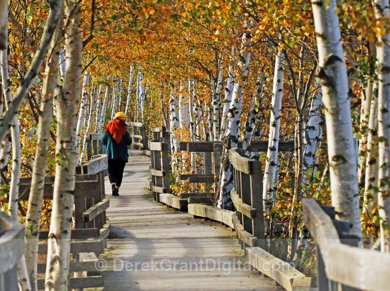 Sackville Waterfowl Park Boardwalk and Birch Trees