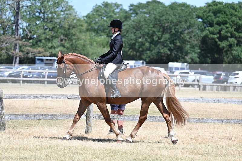 WJ7_2800 - Class 7 Riding Club Show Horse
