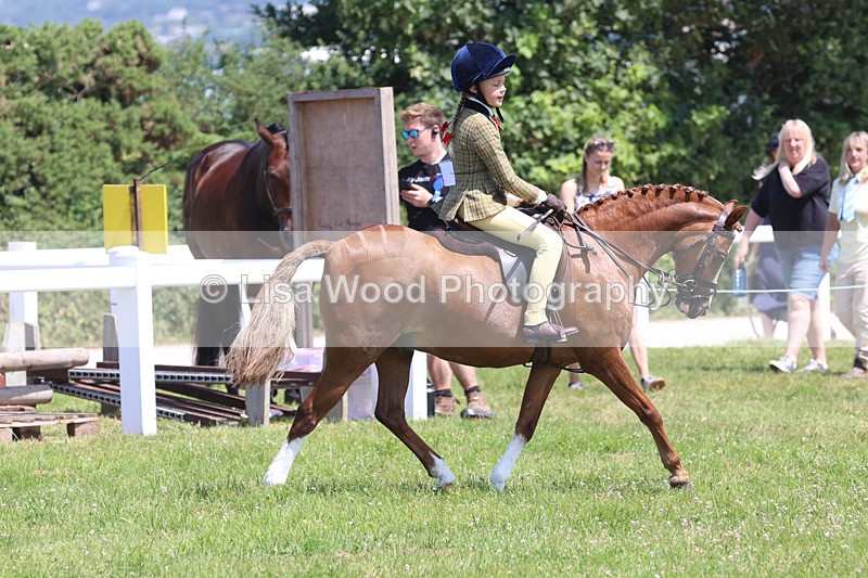 JPP_2708 - Class 21: Working Hunter 60cm