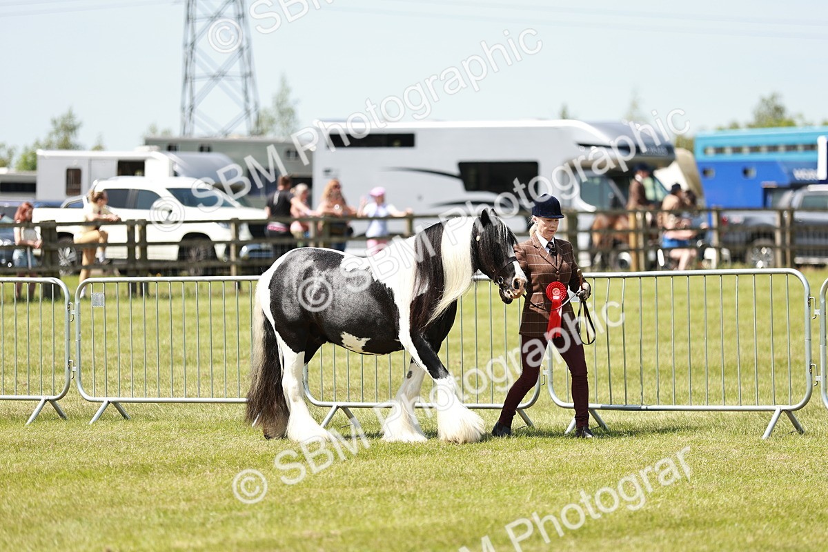 SBM_05488 - Class 41-45 - Riding Pony-Hunter Pony Breeding
