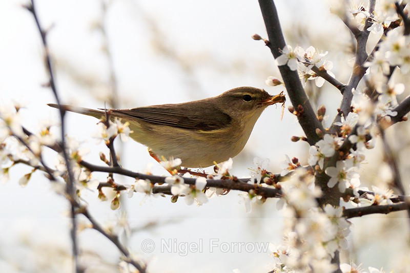 Willow Warbler with insect - Willow Warbler