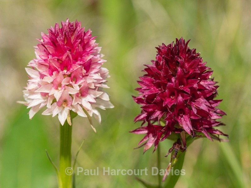  Alpine vanilla orchid ( G. rhellicani  - formerly known as Nigritella ssp. rhellicani) colour form. - Wild Orchids