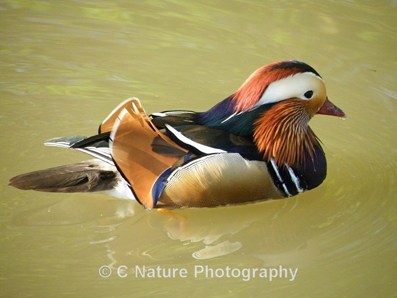 Mandarin Duck - Birds