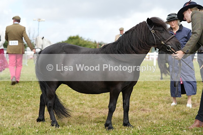 DSC05388 - Class 49: NPS Shetland 4 years and over