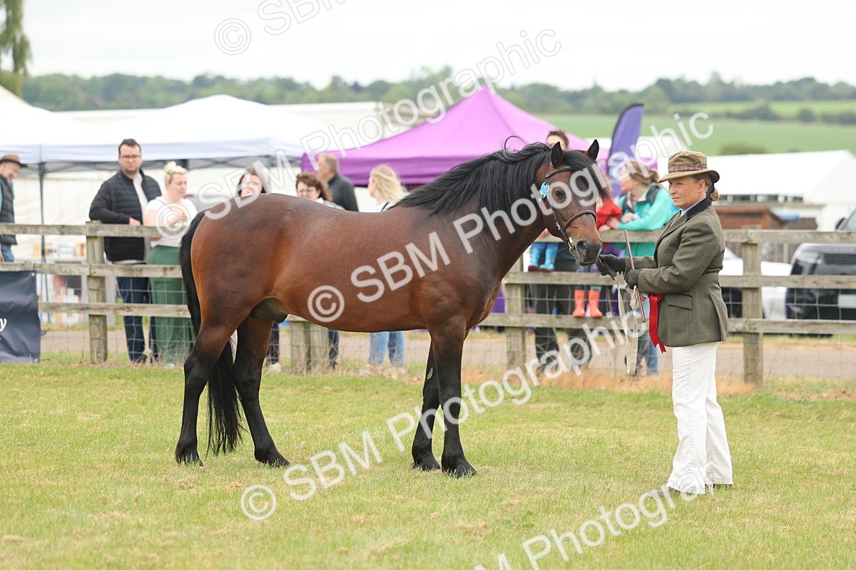 SBM_05076 - Class 50-57 - M&M Welsh Pony In Hand