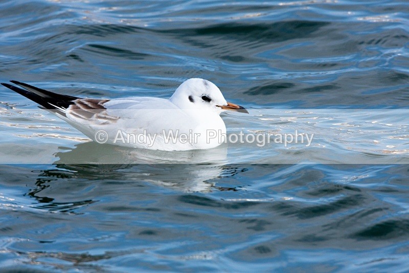 20110306-IMG_8133 - Black-headed Gull