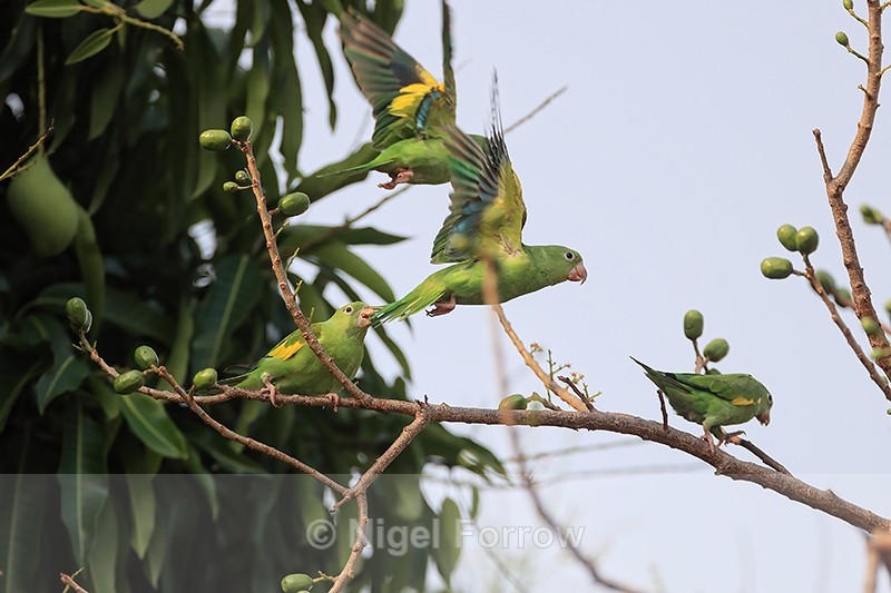Yellow-chevroned Parakeet takes off, Porto Jofre, Brazil - Yellow-chevroned Parakeet
