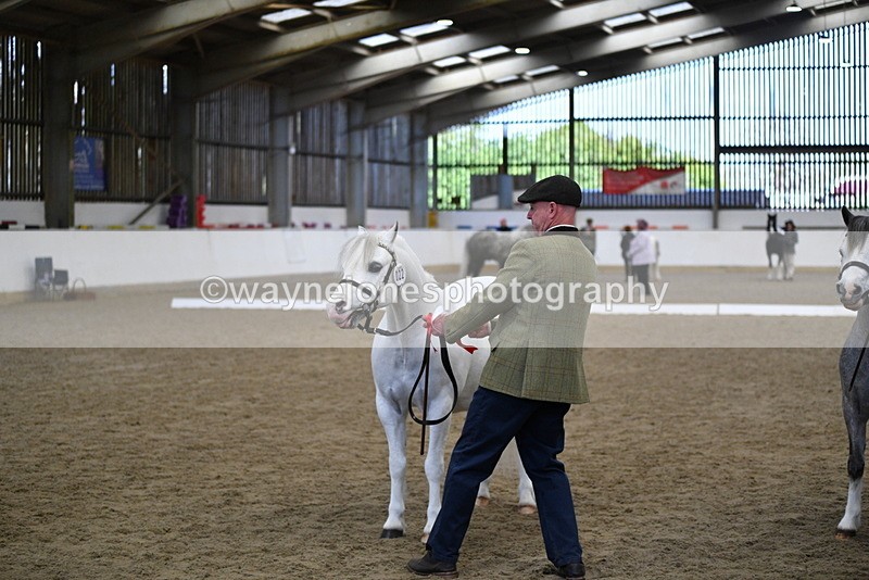 WJ5_5533 - Class 4 In hand M&M - small breeds