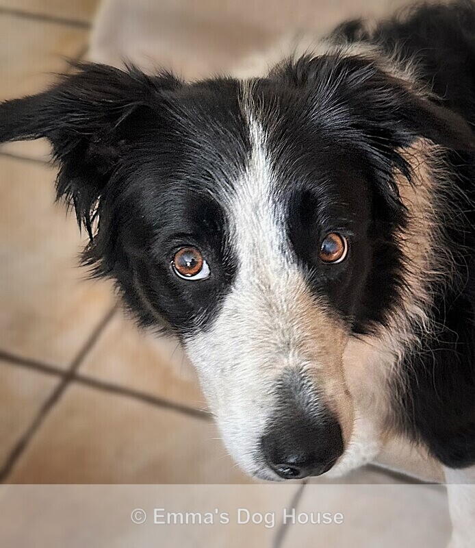  - Pawtraits