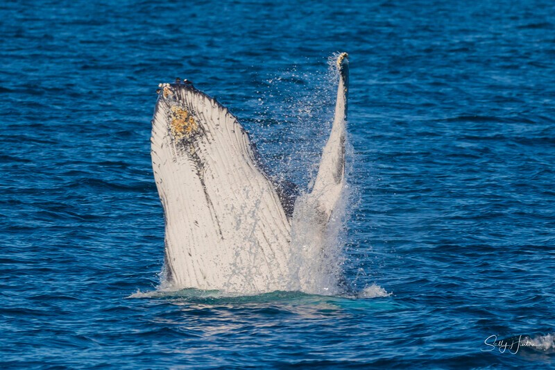 0A3A8178 - 2024 Hervey Bay Whales