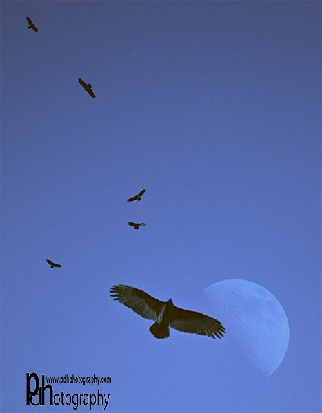 Buzzards-moon-1- - Natural World Birds