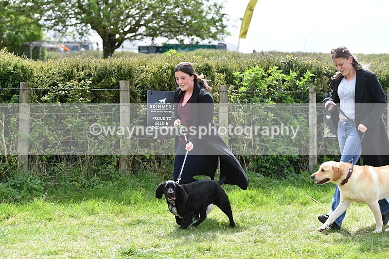 WJ5_9833 - Class 3 Most Handsome Dog