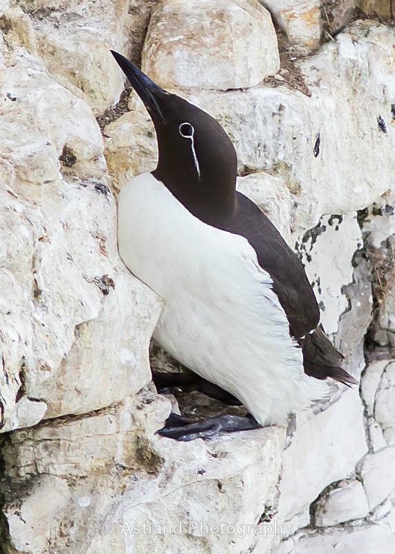 Astland Photography, Bird and Wildlife Images, Susan and Peter Wilson, U.K.