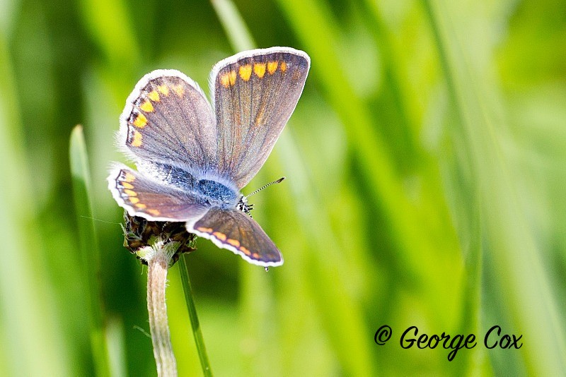 Silver Studded Blue - Vercors Butterflies