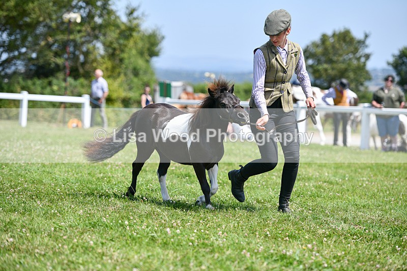 DSC_7389 - Class 62: Coloured Pony Youngstock