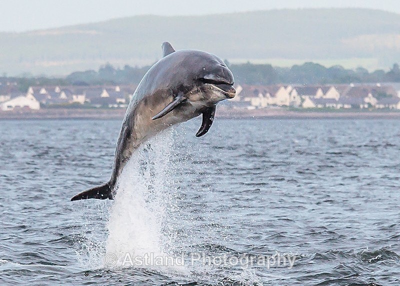 Astland Photography, Bird and Wildlife Images, Susan and Peter Wilson, U.K.