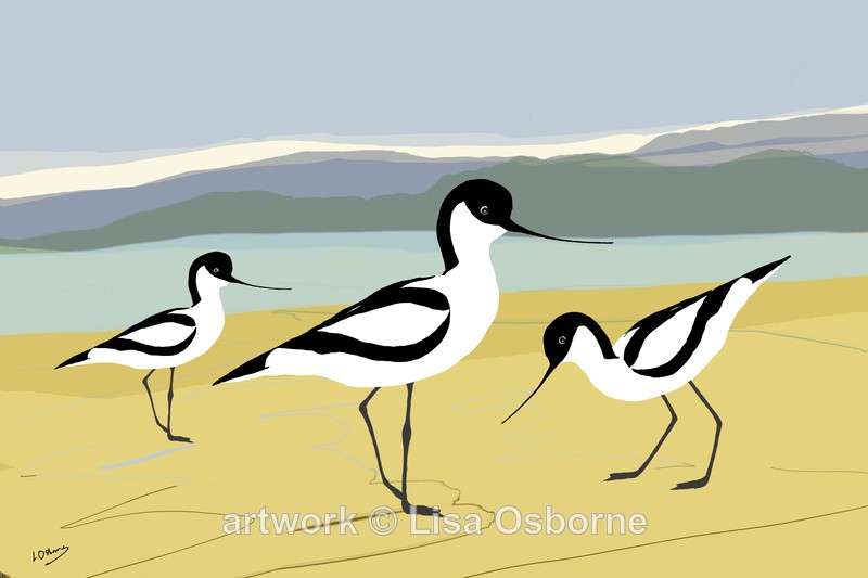 Avocets - DIGITAL ARTWORK