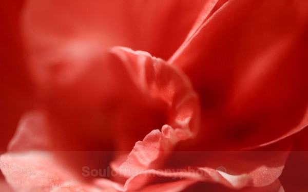 Delicacy Of Love - Feature Series