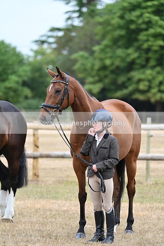 WJ7_0012 - Class 5a Most Handsome Gelding (above 14.2hh)