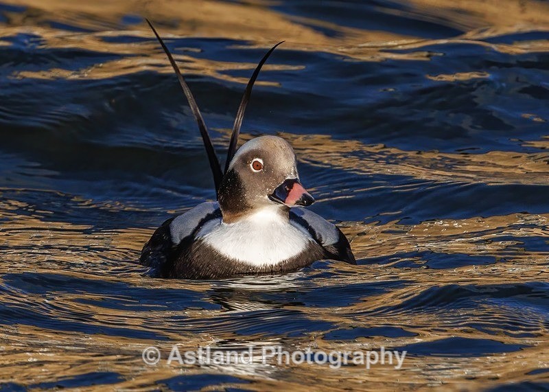 Long-tailed Duck - Latest Images