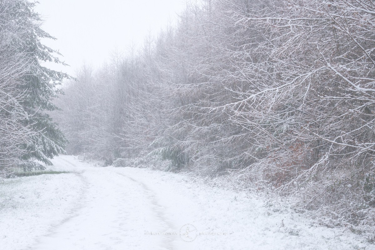 Cold tracks - WINTER