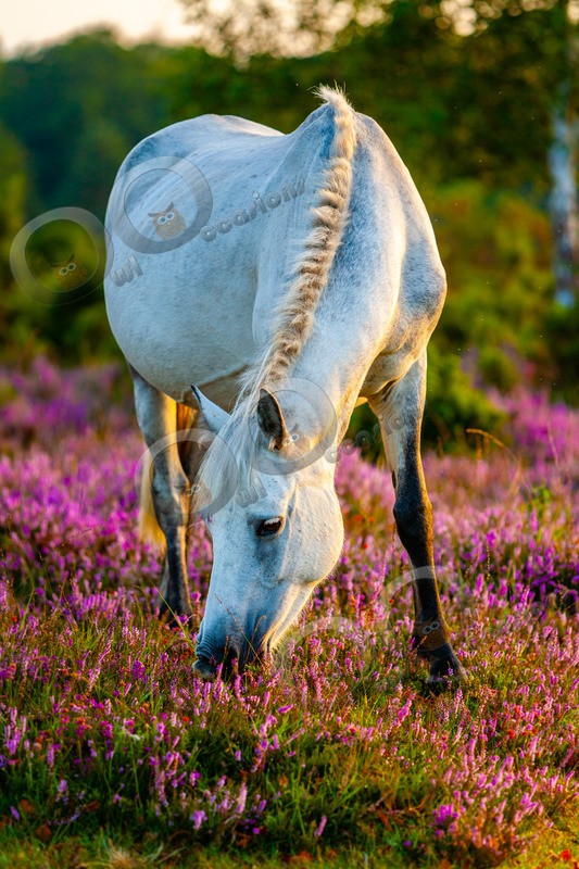 Grey Horse-161-2 - Pet Photography