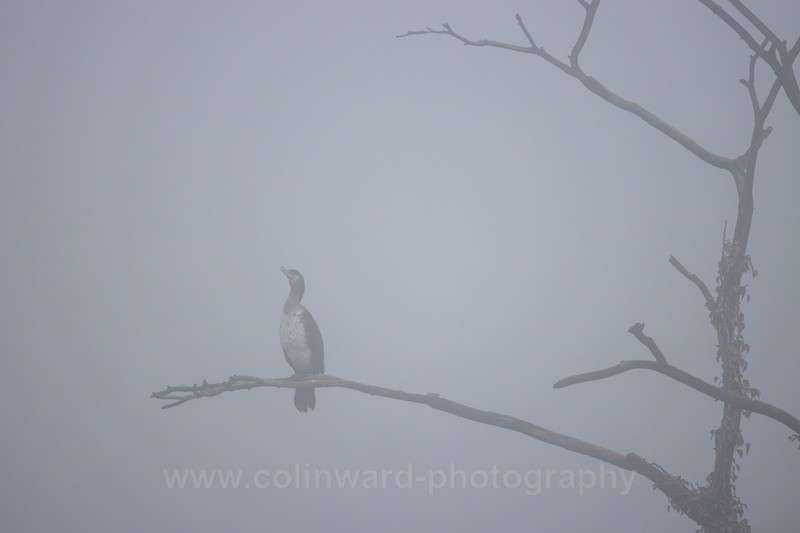 kormorant perched on a tree in fog     ref 5364 - macro and nature.