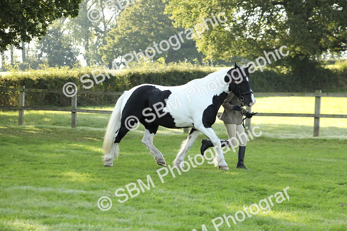 SBM_60893 - S43 - Coloured Pony In Hand