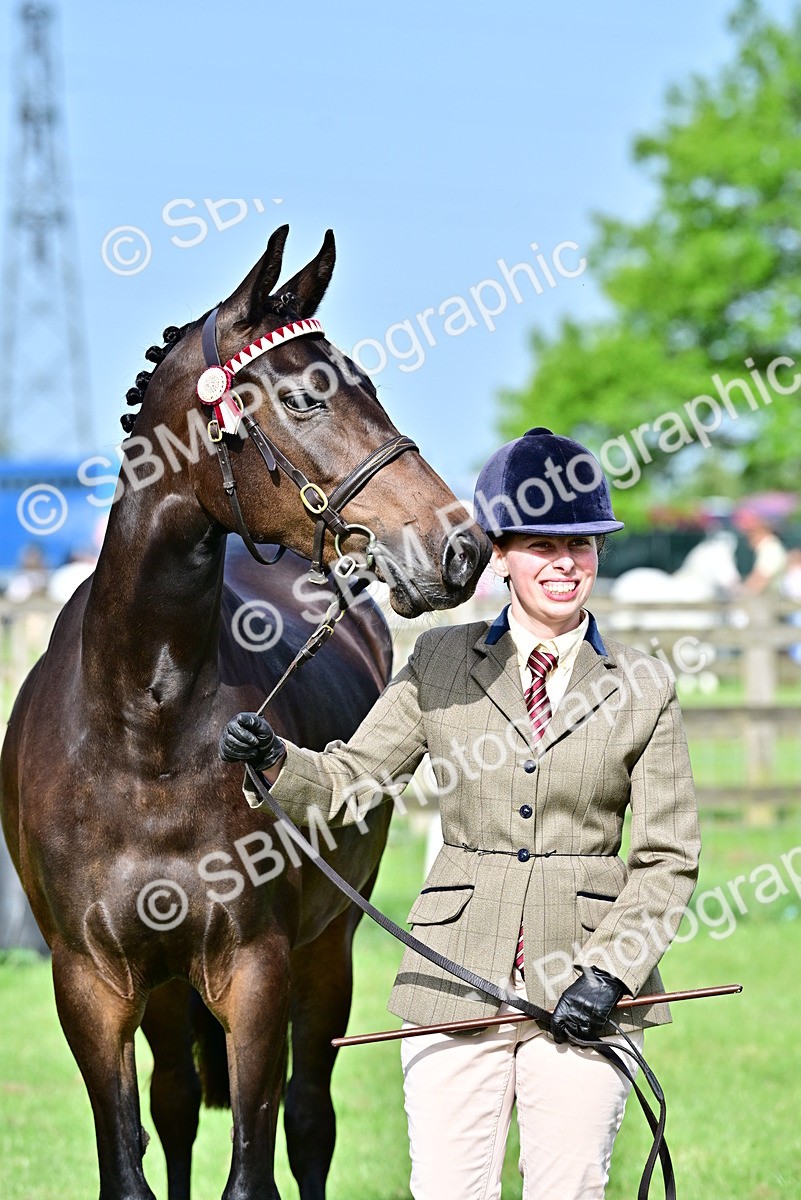 SBM_00062 - Class 46-49 - Arab and Part Bed-Anglo Arab In Hand