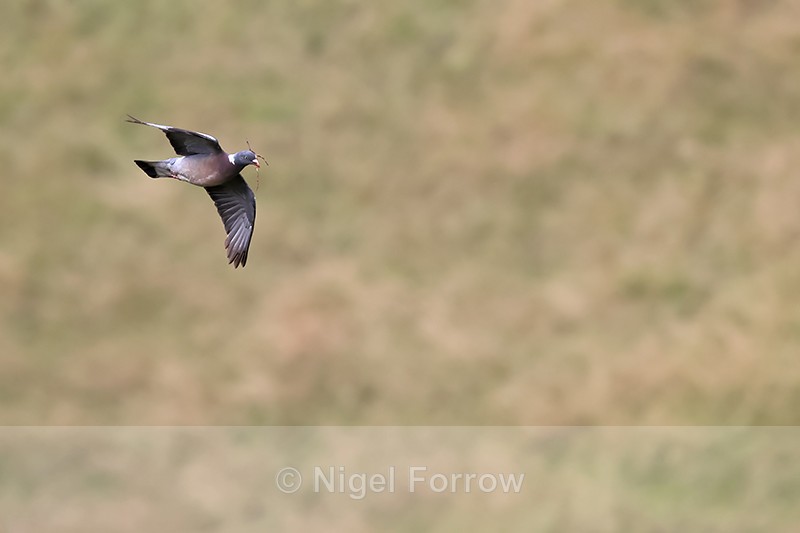 Woodpigeon in flight carrying nest material, The Coombes, Hinton Parva - Woodpigeon