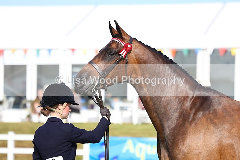 3E7A8314 - Class 2: Rising Star Large Hack/Riding Horse