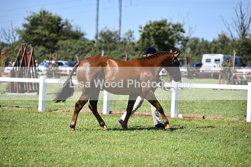 DSC_6721 - Class 57: Hunter/Riding Horse/Hack 1, 2 & 3 yr olds