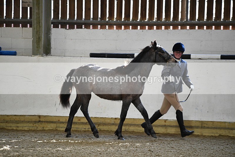 WJ5_3402 - Class 1 Youngstock