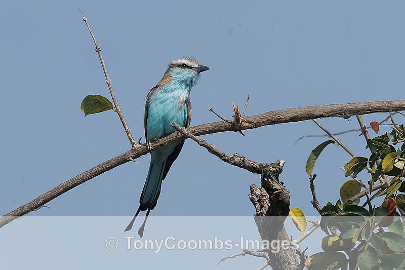 Racquet-tailed Roller - Botswana ~ Birds