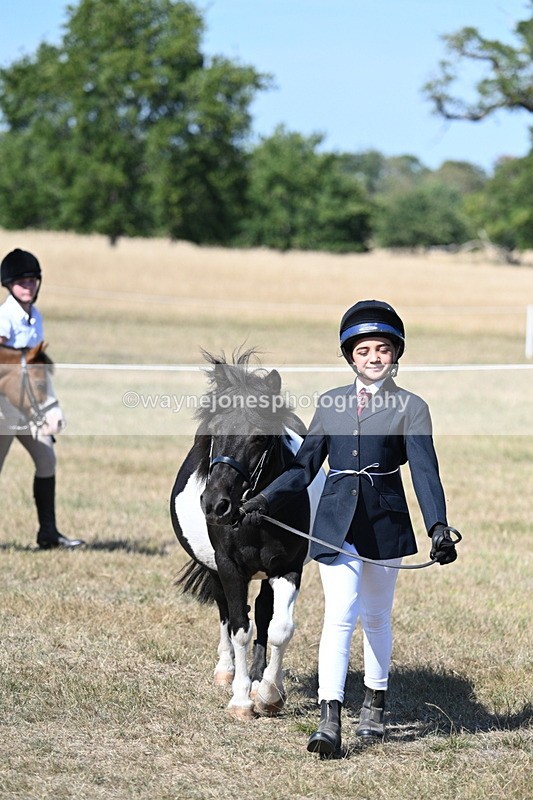 WJ7_1552 - Class 42 Most Handsome Gelding