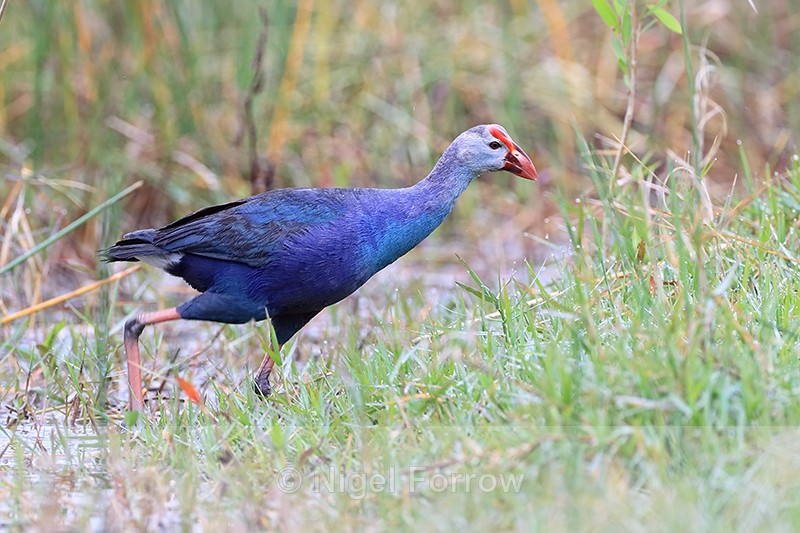 Grey-headed Swamphen, Harns Marsh, Florida - Grey-headed Swamphen
