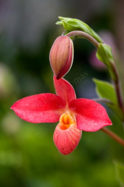 Phragmipedium